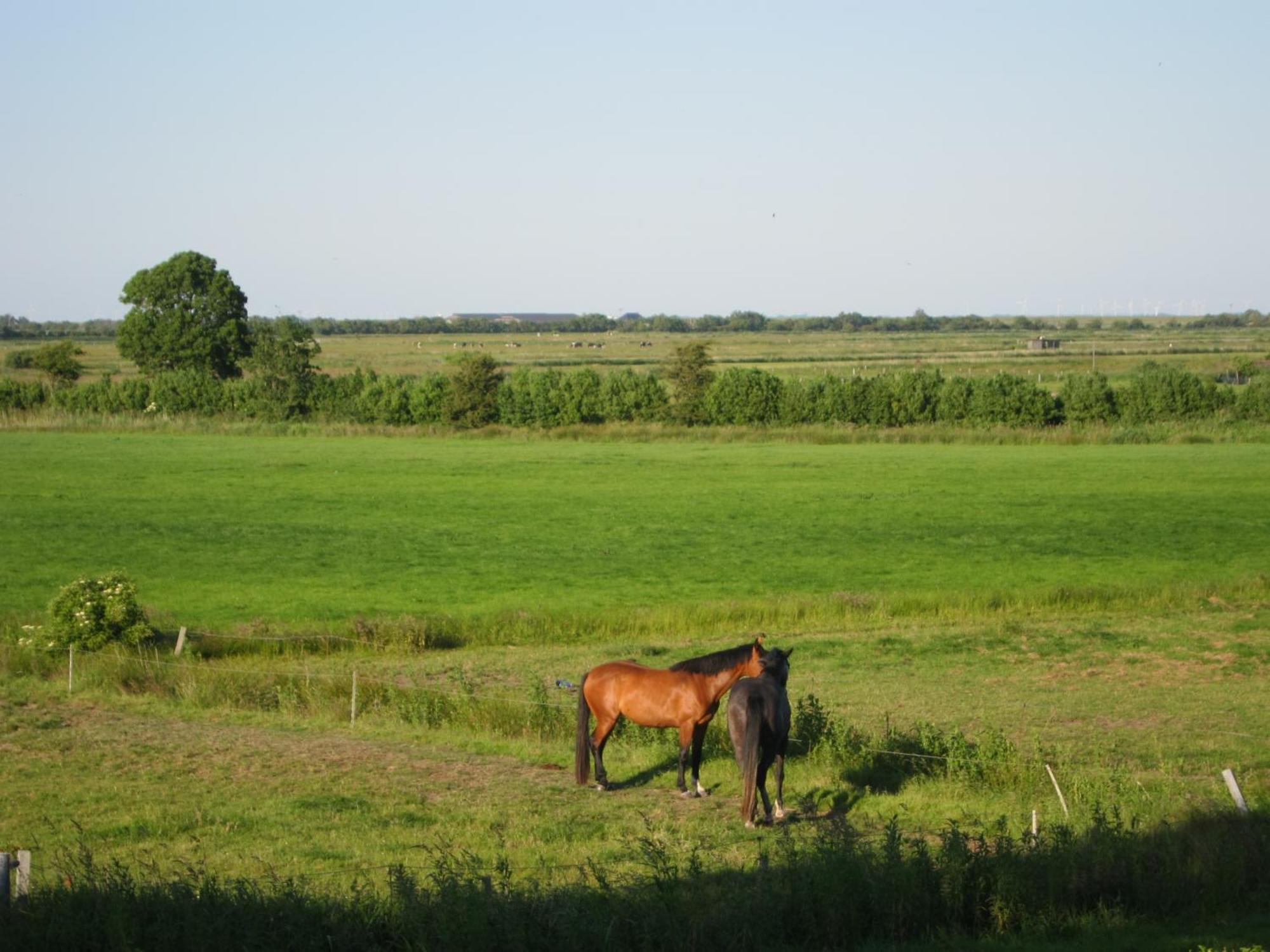 Nordseekrabbe 12 Herrenhof Wrixum Ngoại thất bức ảnh